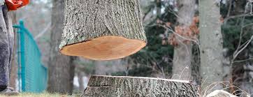 Best Tree and Shrub Care  in Pataskala, OH