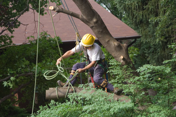 Best Storm Damage Tree Cleanup  in Pataskala, OH
